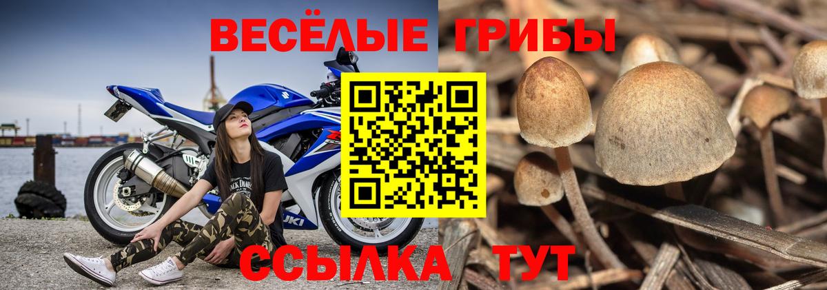 Галлюциногенные грибы Cubensis Новокубанск